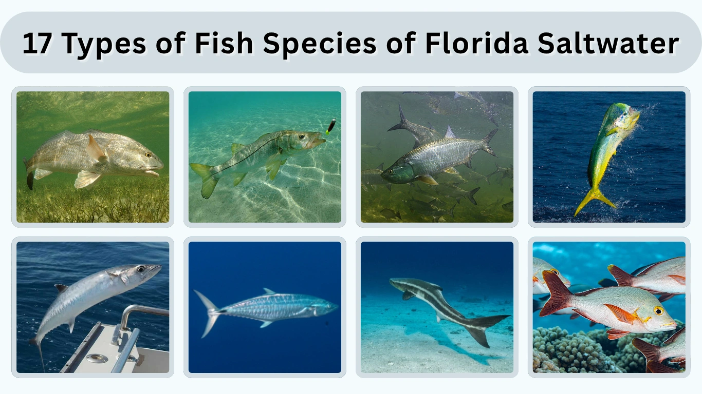 17 Types of Fish Species of Florida Saltwater Id With Pictures