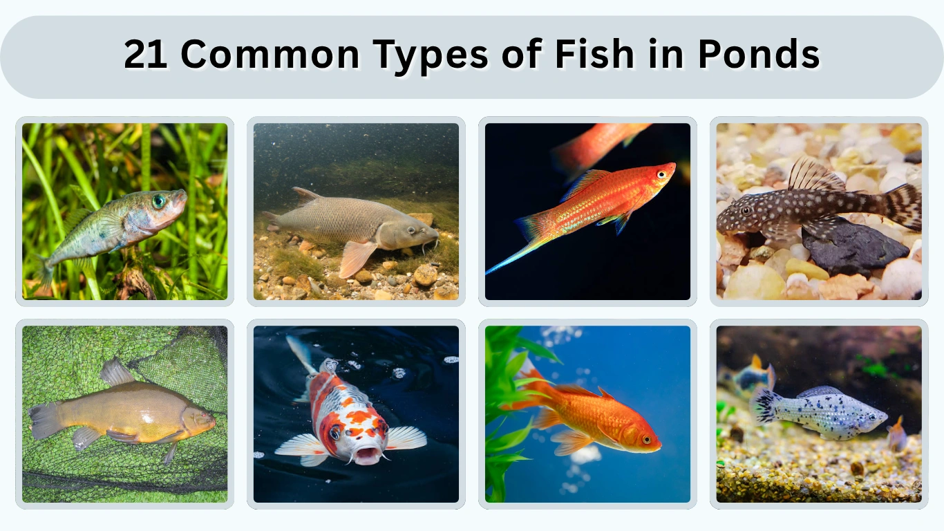 21 Common Types of Fish in Ponds (Id with Picture)