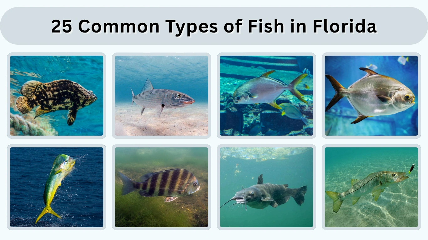 25 Common Types of Fish in Florida Id with Pictures