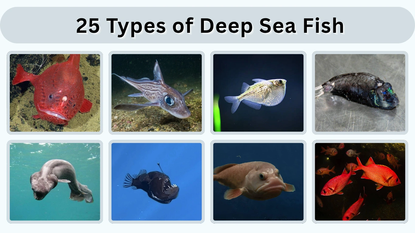 25 Types of Deep Sea Fish Identification with Picture