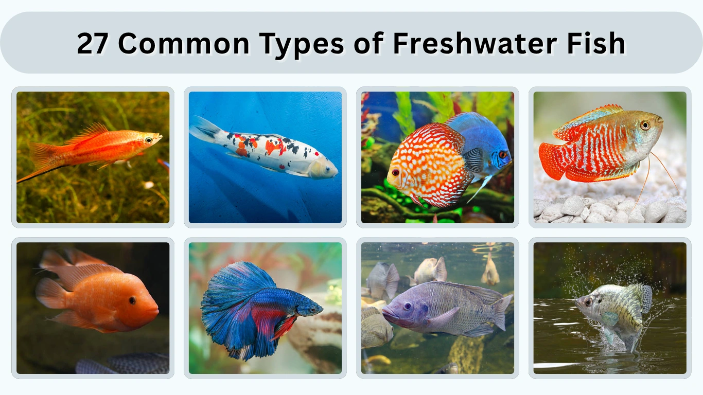 27 Common Types of Freshwater Fish Identification with Picture