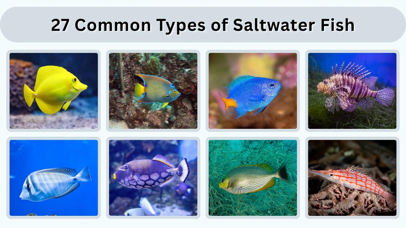 27 Common Types of Saltwater Fish Identification with Pictures