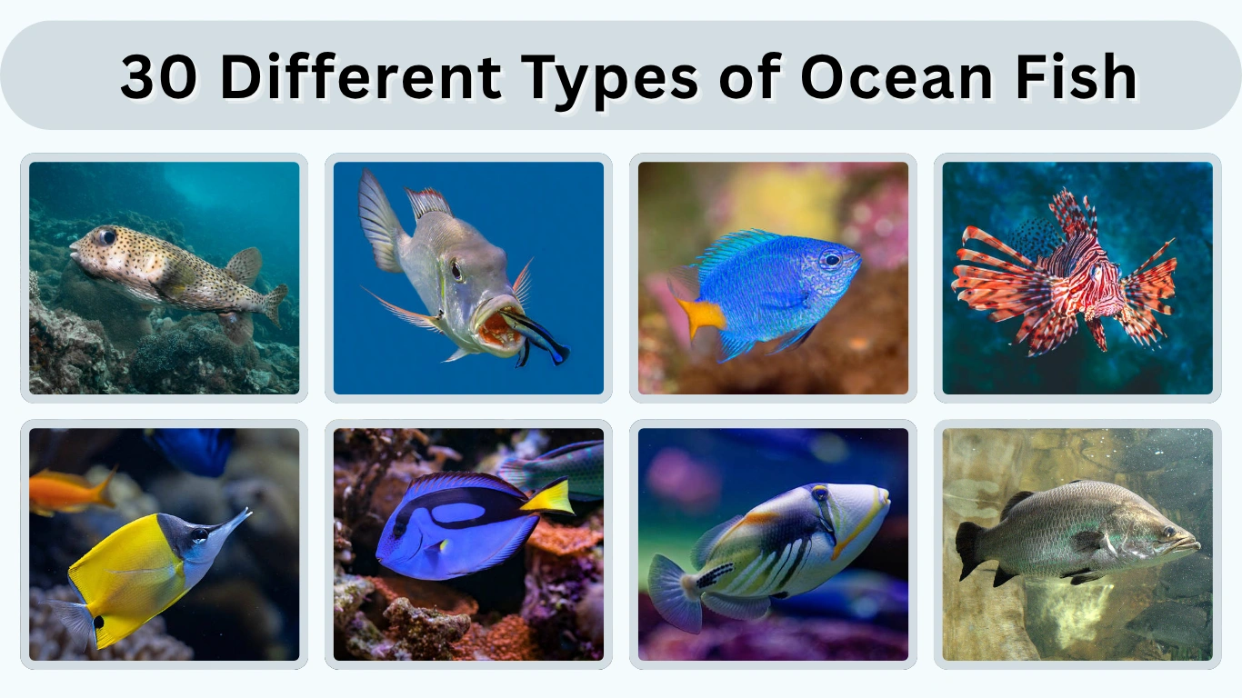 30 Different Types of Ocean Fish Identification with Picture