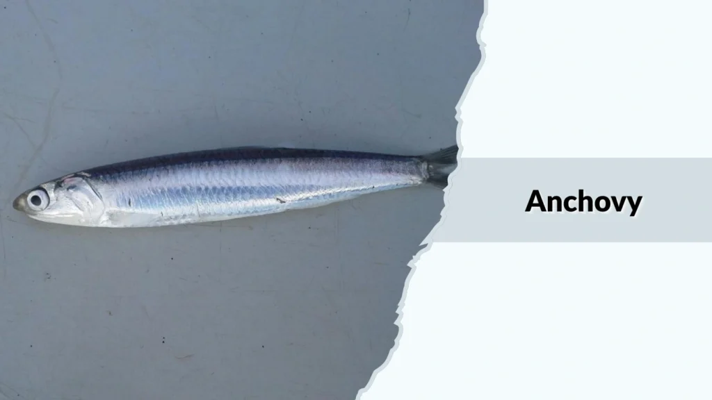Anchovy