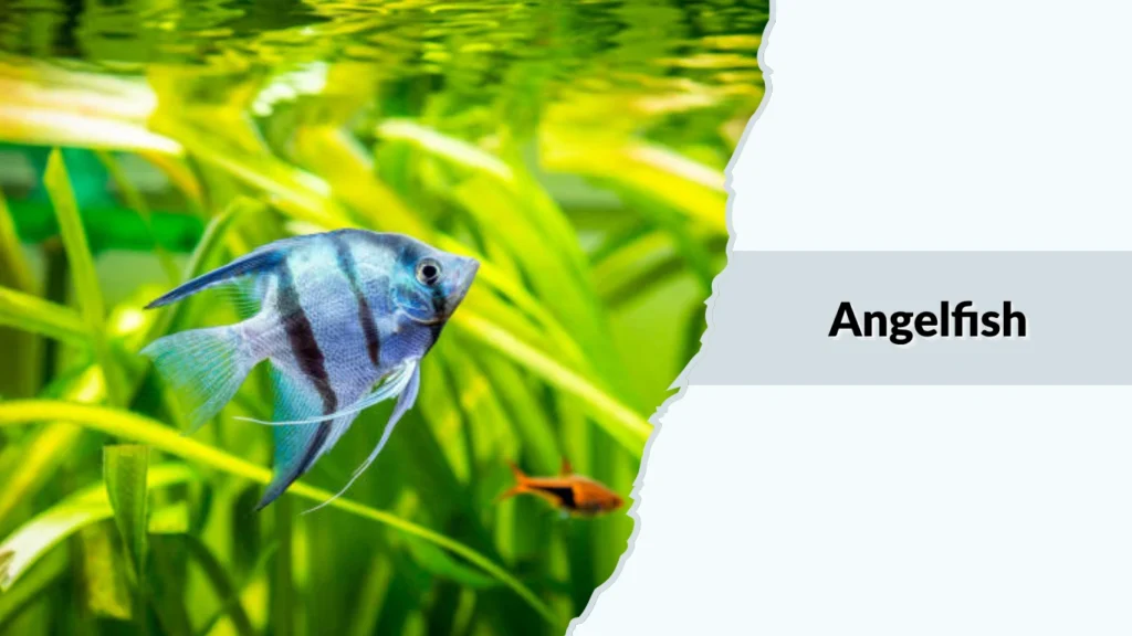 Angelfish
