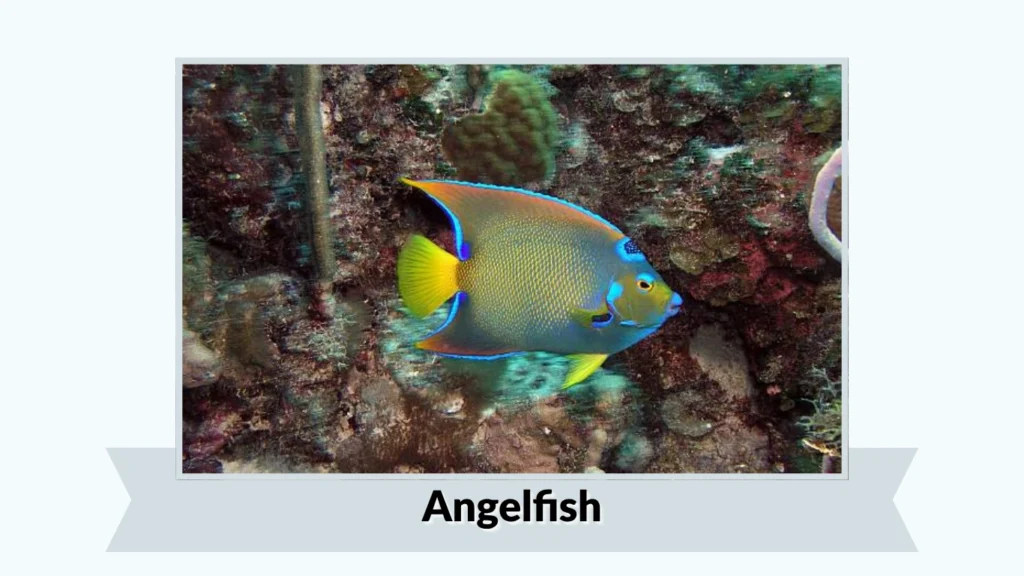 Angelfish