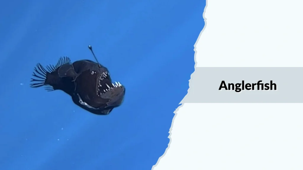 Anglerfish