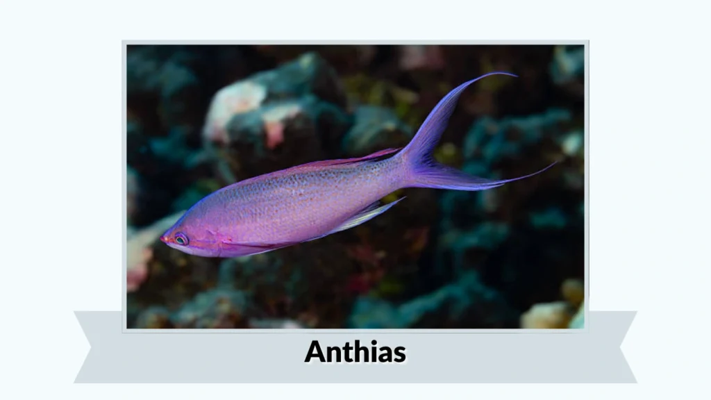 Anthias