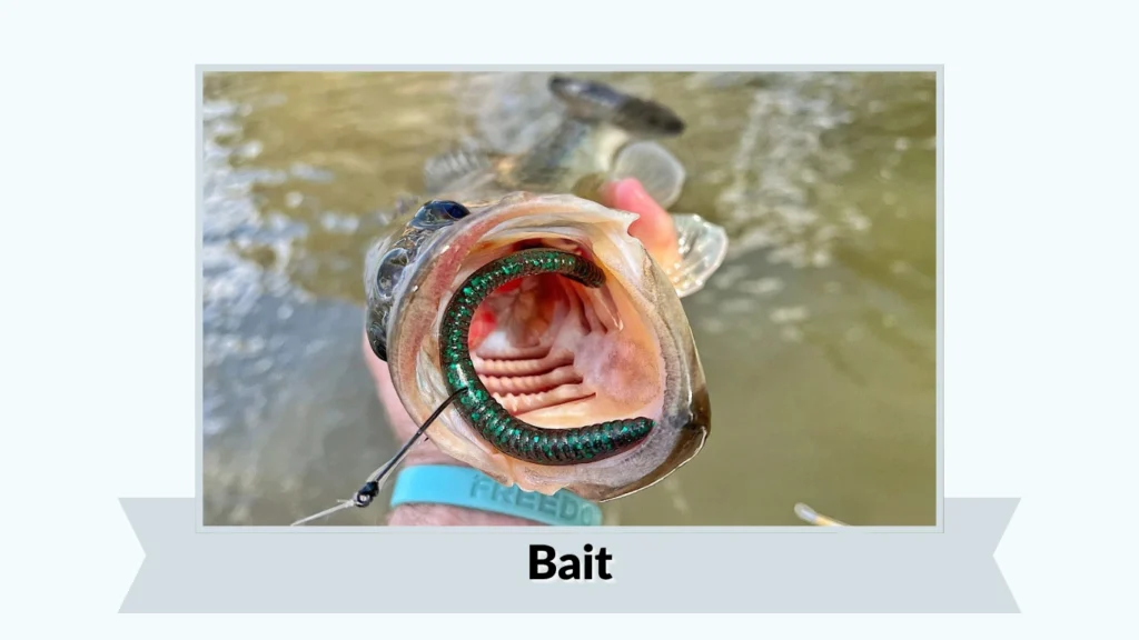 Bait