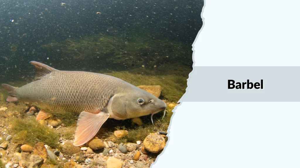 Barbel