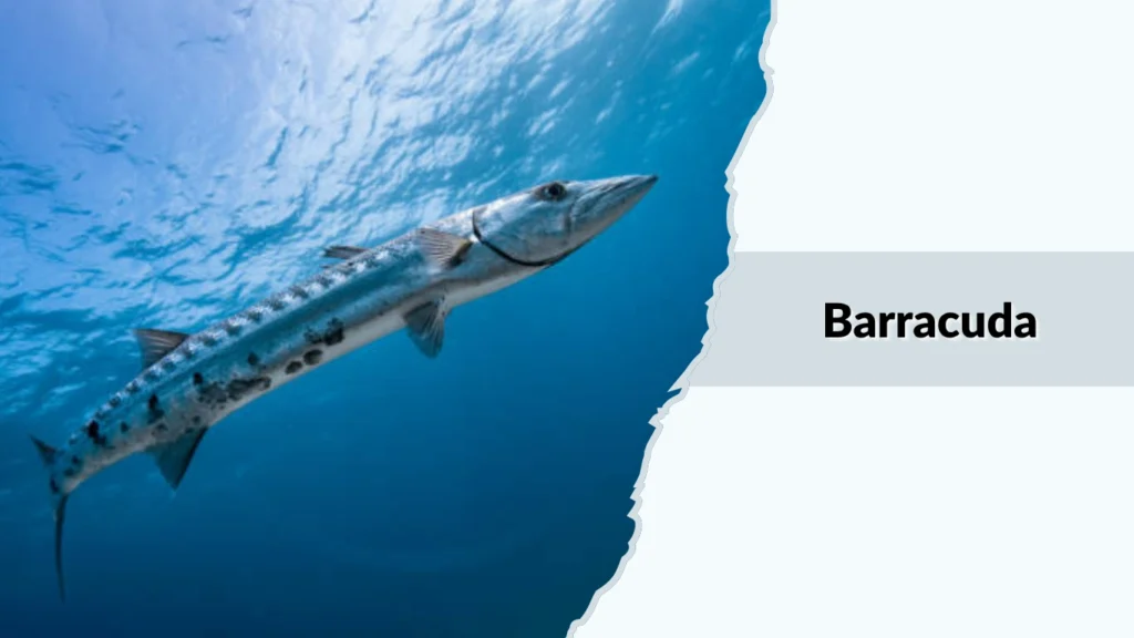 Barracuda
