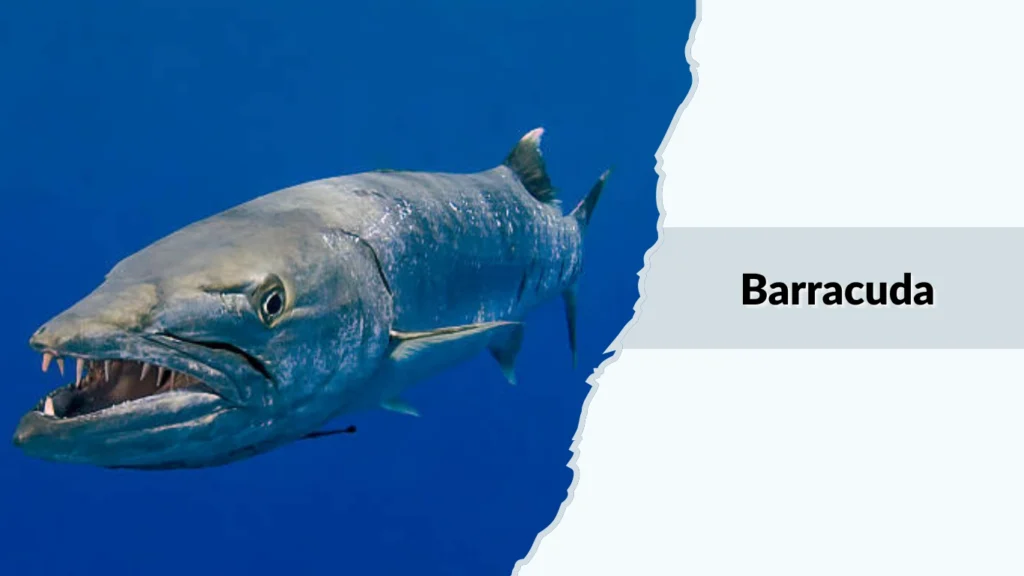 Barracuda