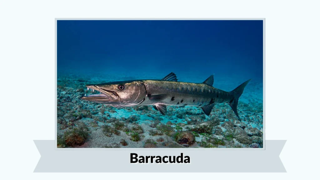 Barracuda