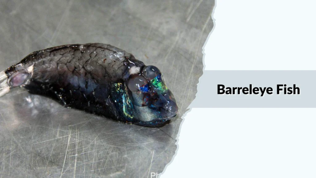 Barreleye Fish