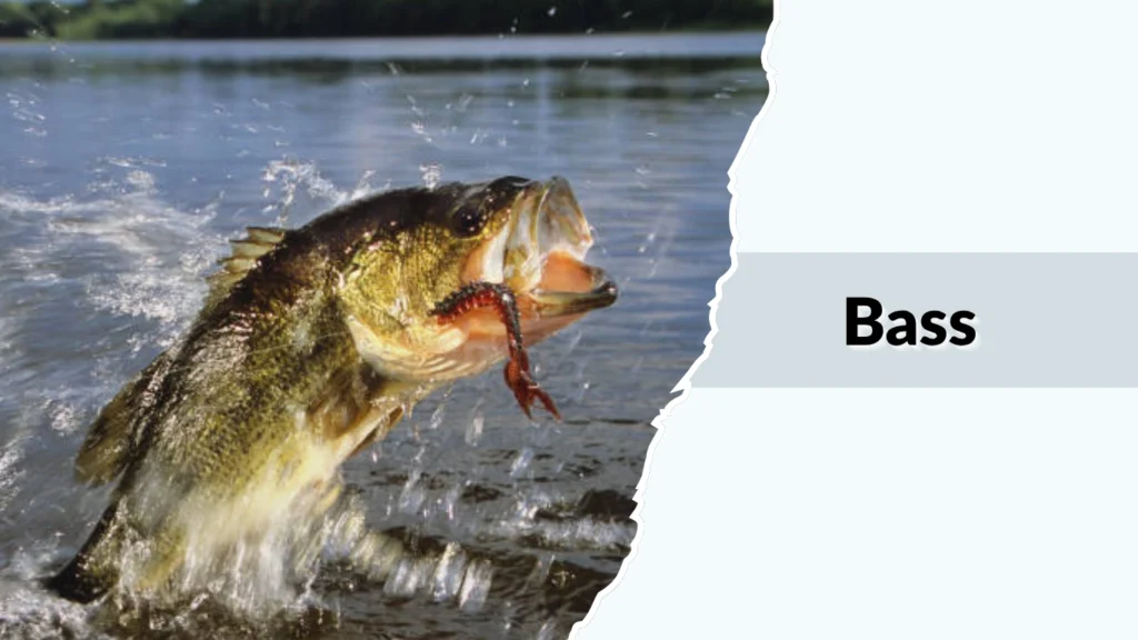 Bass