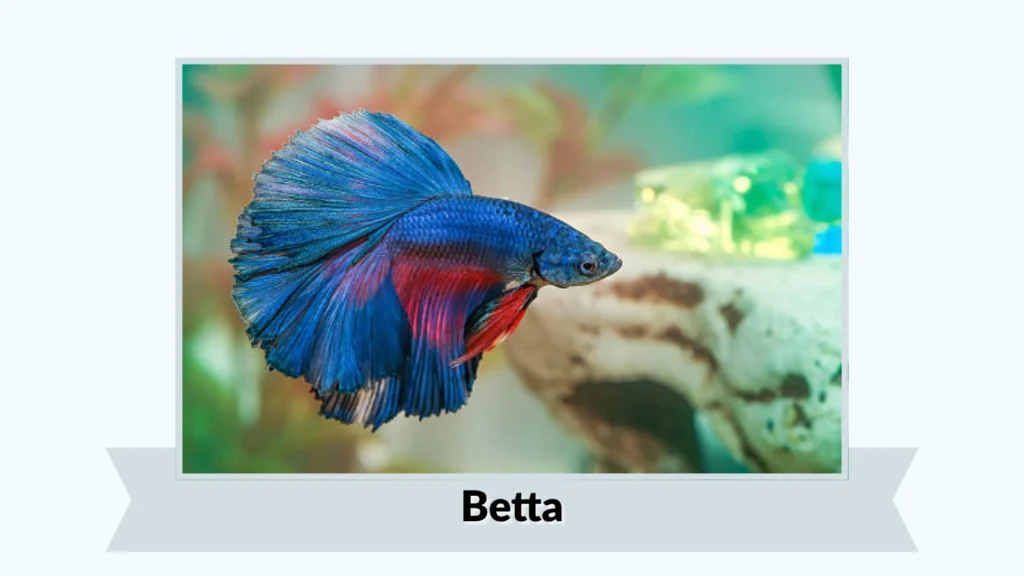 Betta