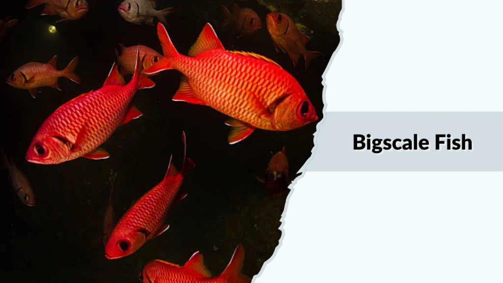 Bigscale Fish