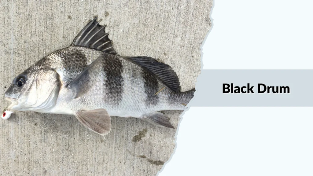 Black Drum