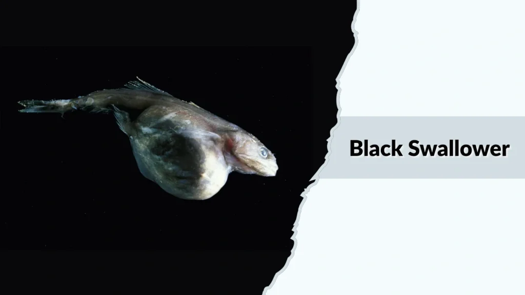 Black Swallower