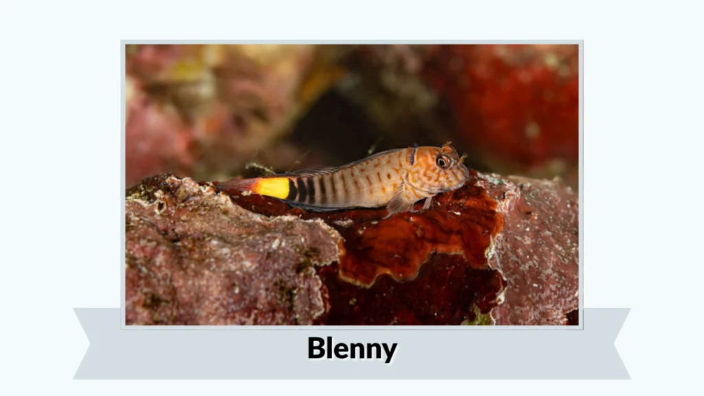 Blenny