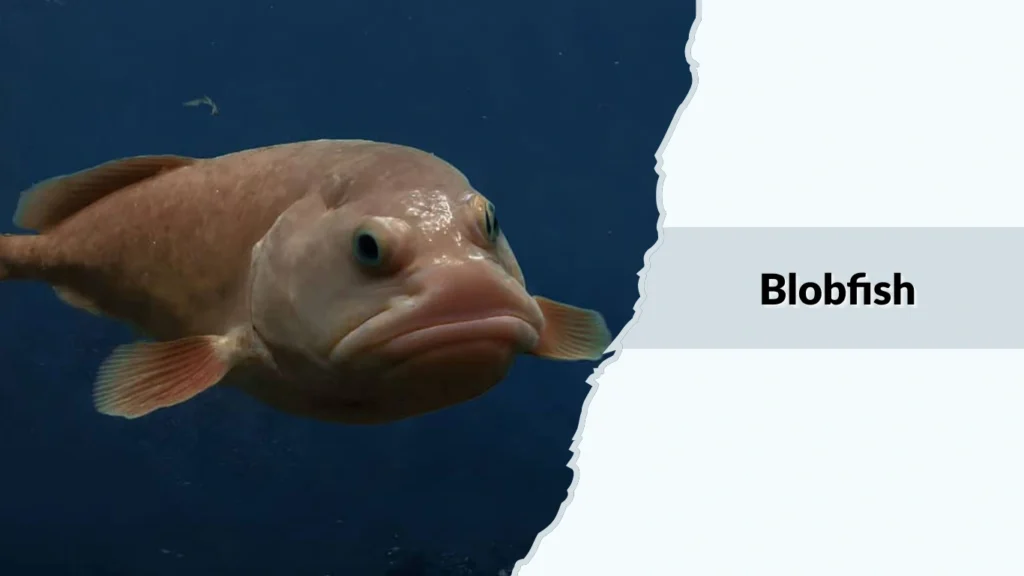 Blobfish