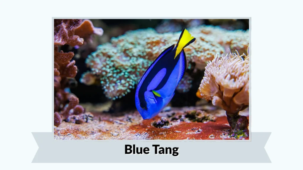 Blue Tang