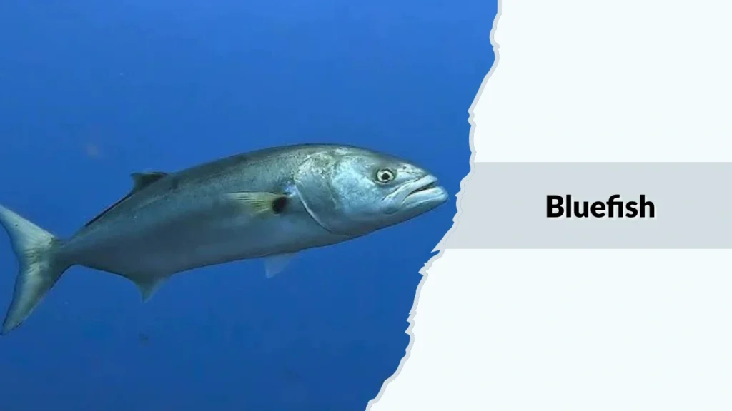 Bluefish