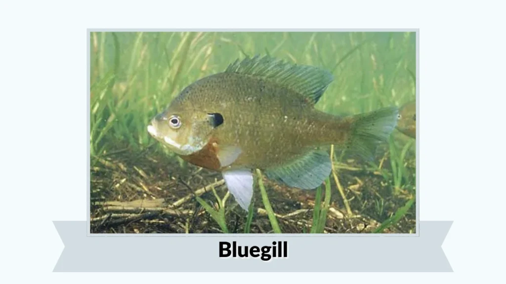 Bluegill
