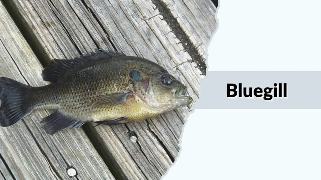 Bluegill
