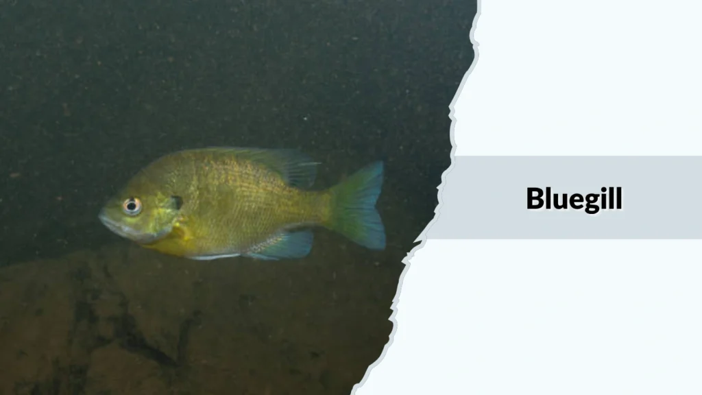 Bluegill