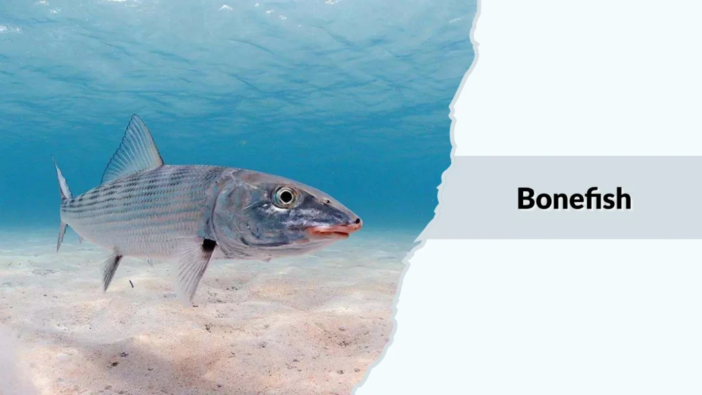 Bonefish