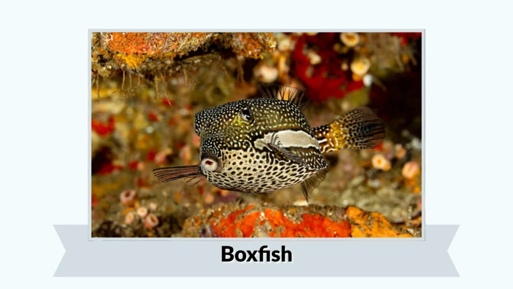 Boxfish