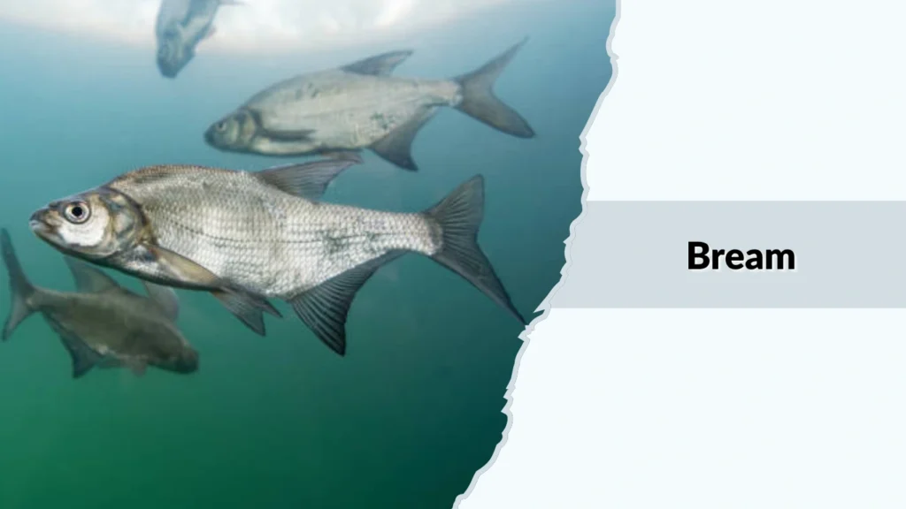 Bream