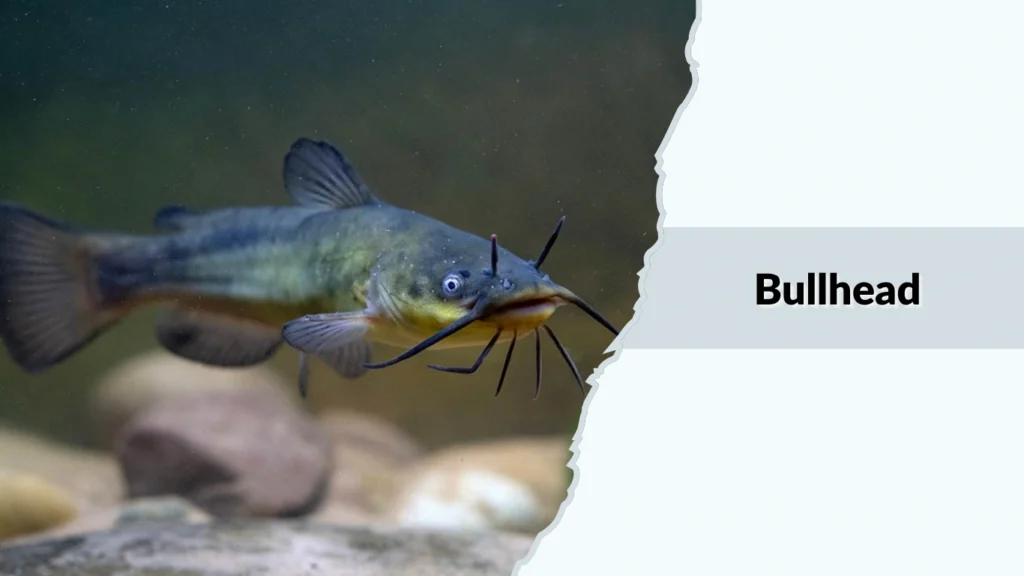 Bullhead
