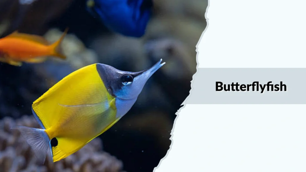 Butterflyfish