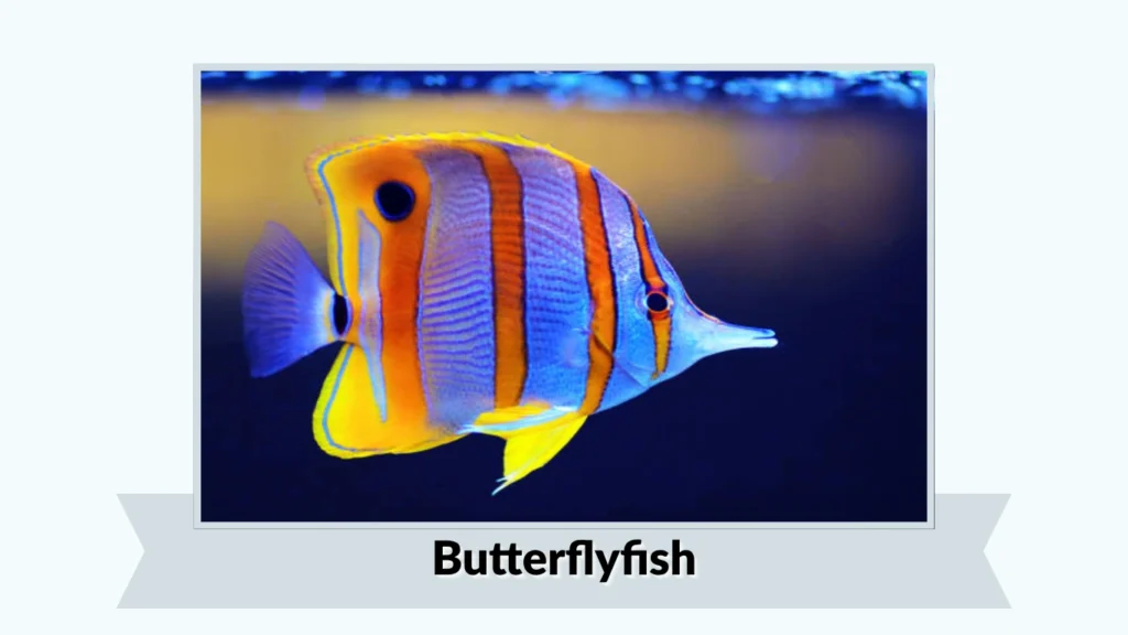 Butterflyfish