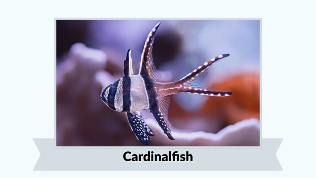 Cardinalfish