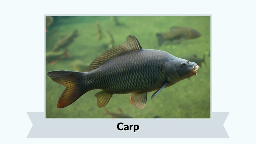 Carp