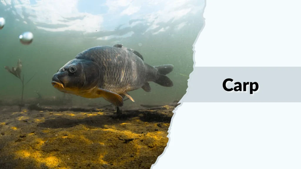 Carp
