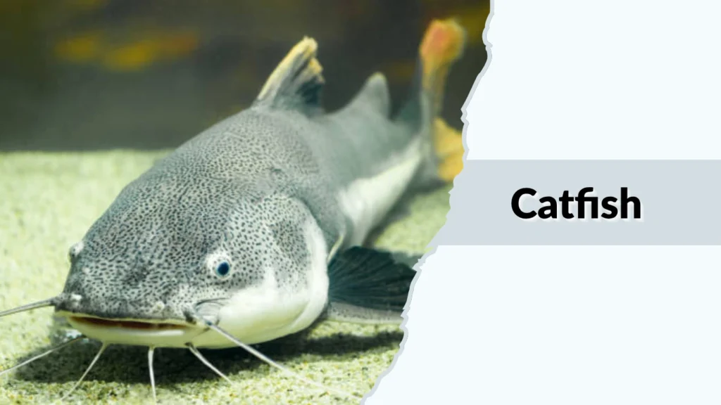 Catfish