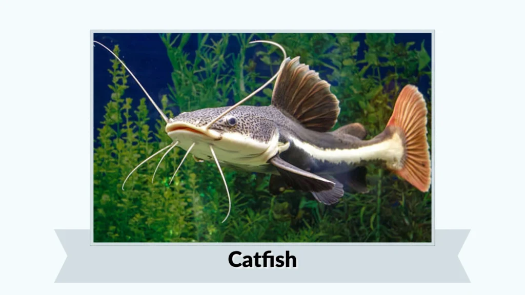 Catfishs