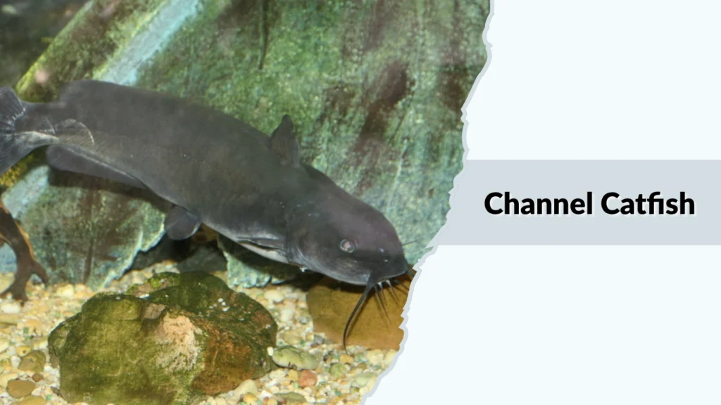 Channel Catfish