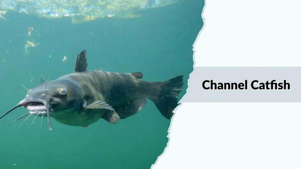 Channel Catfish