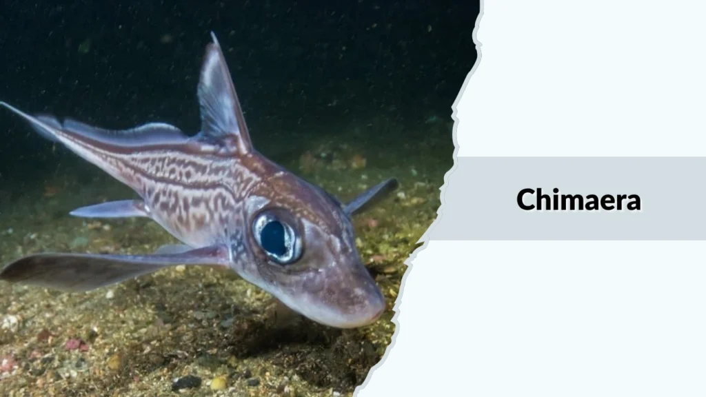 Chimaera