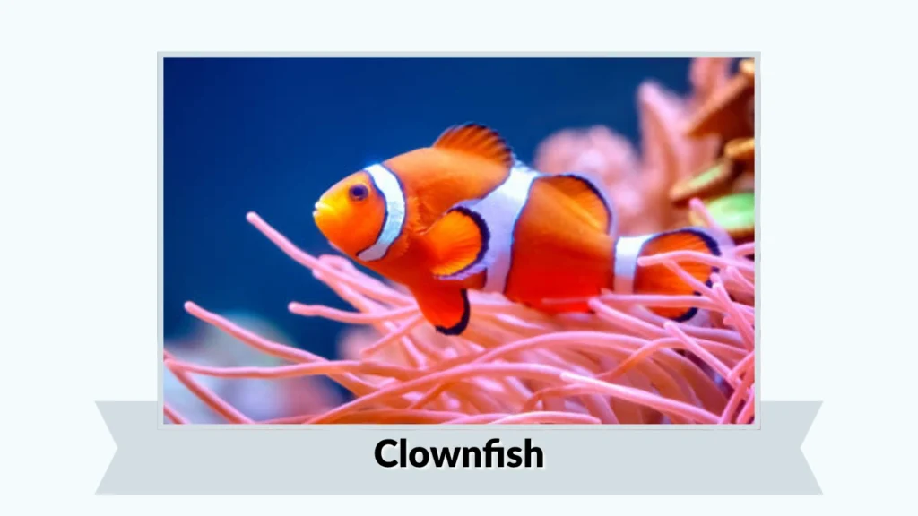 Clownfish