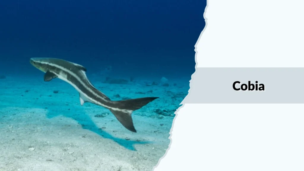 Cobia
