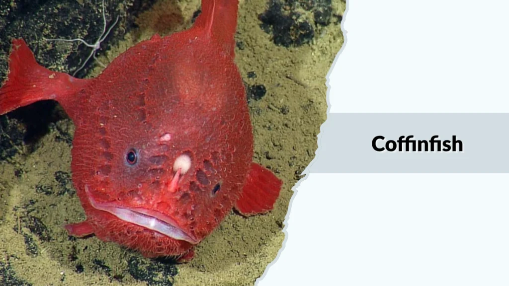 Coffinfish