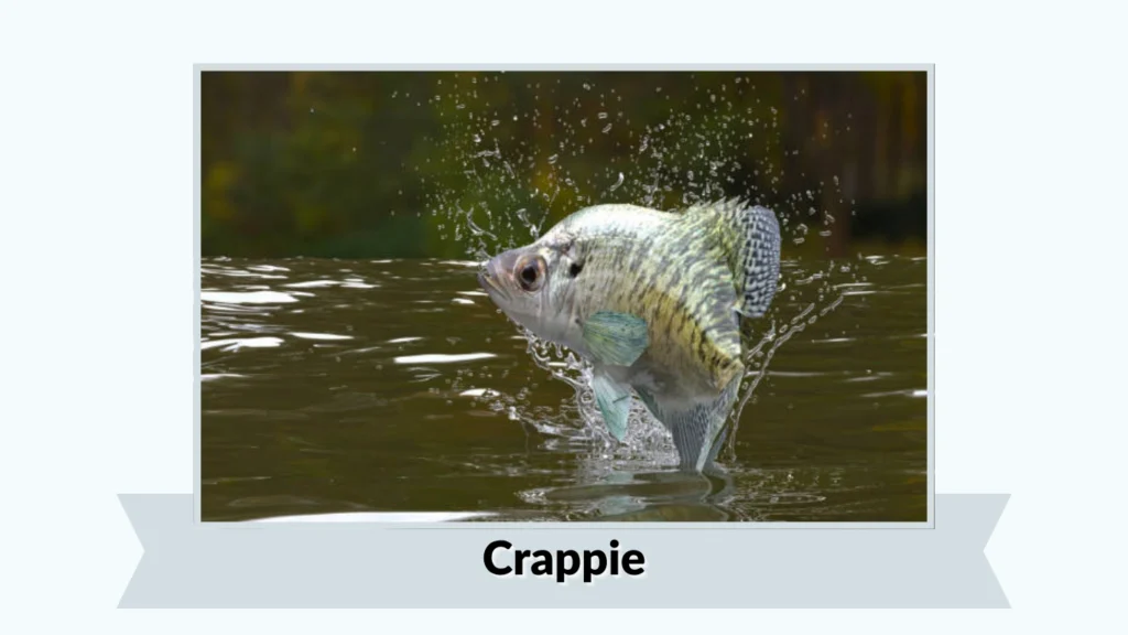 Crappie