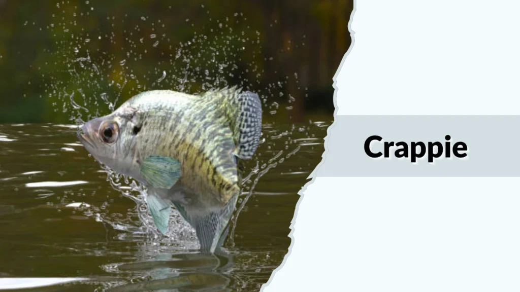 Crappie