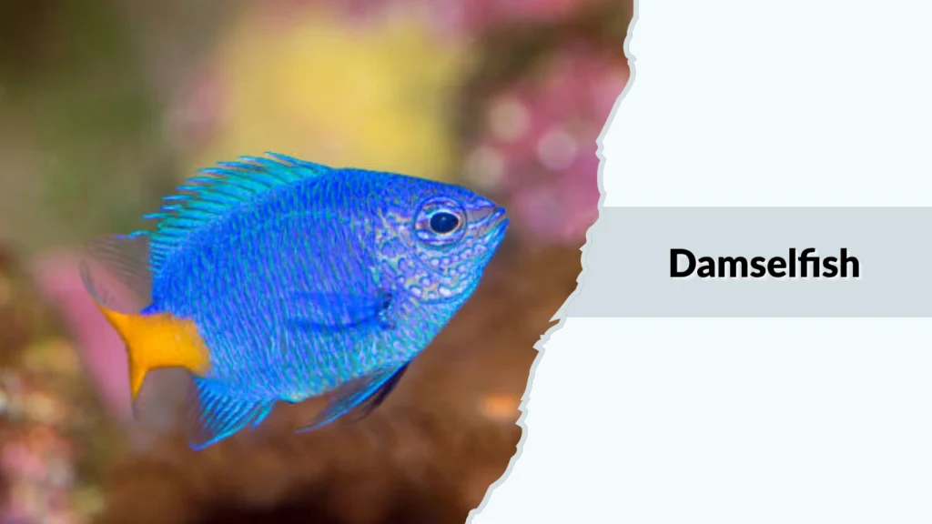Damselfish